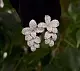 Серьги с английским замком из серебра